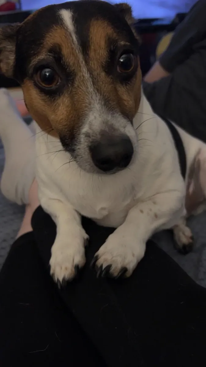 Çok enerjik bir köpek, benden daha aktif birine ihtiyacı var.