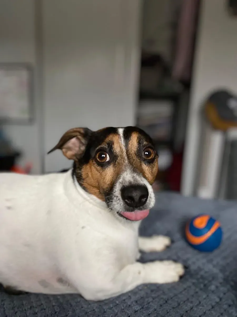 Çok enerjik bir köpek, benden daha aktif birine ihtiyacı var.