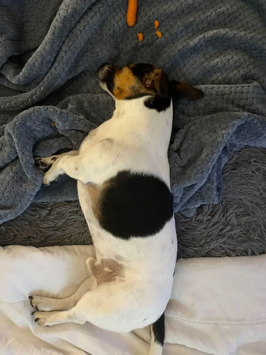 Çok enerjik bir köpek, benden daha aktif birine ihtiyacı var.