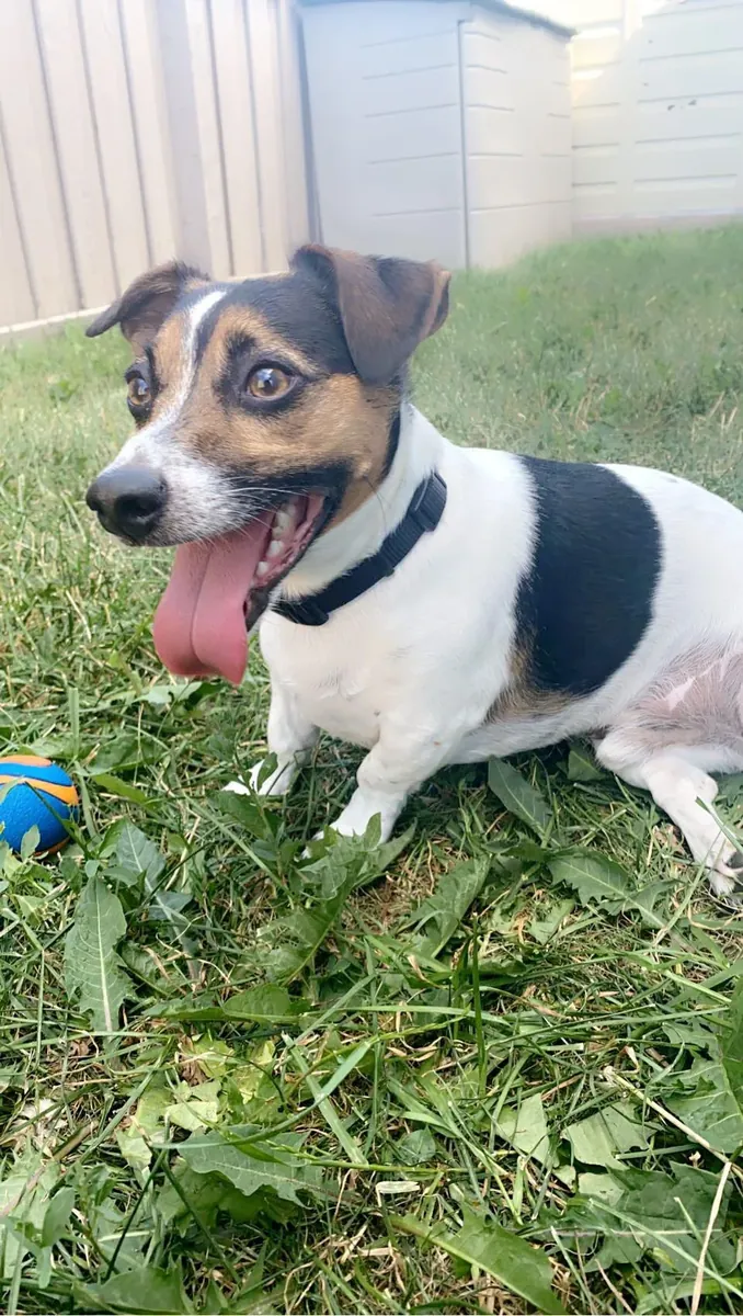 Çok enerjik bir köpek, benden daha aktif birine ihtiyacı var.