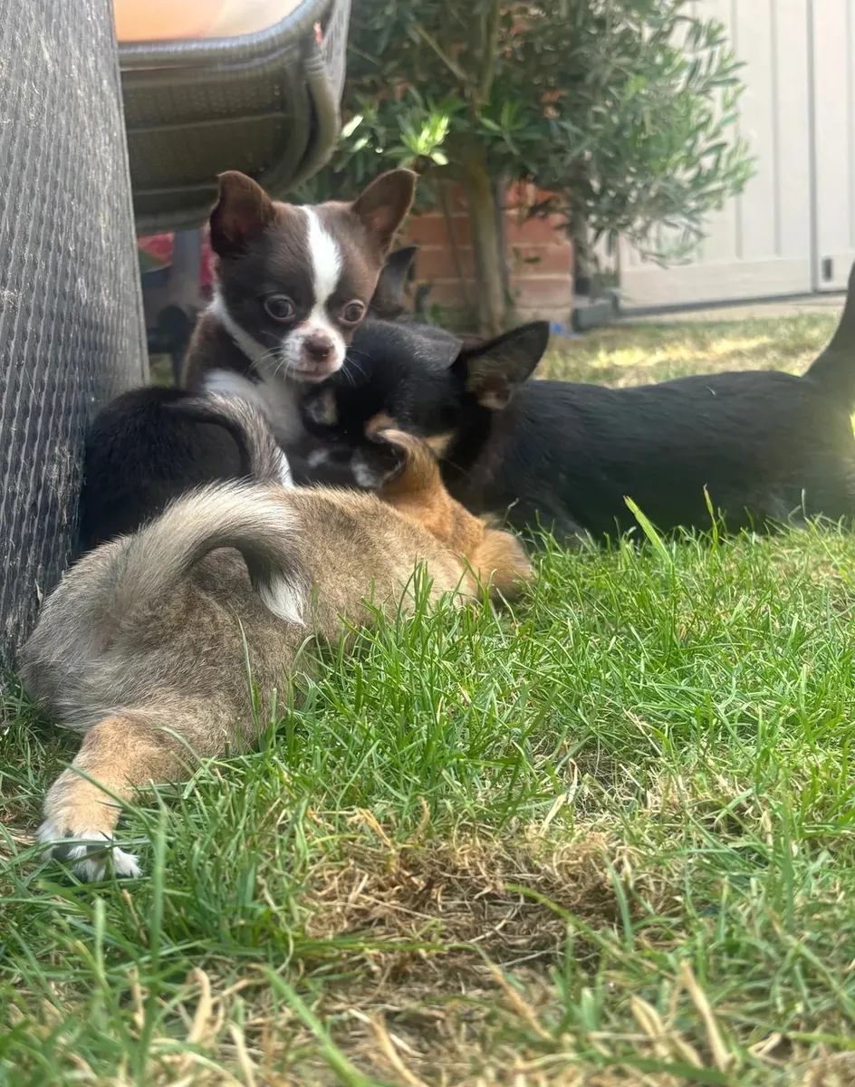 Güzel Chihuahua Yavruları –