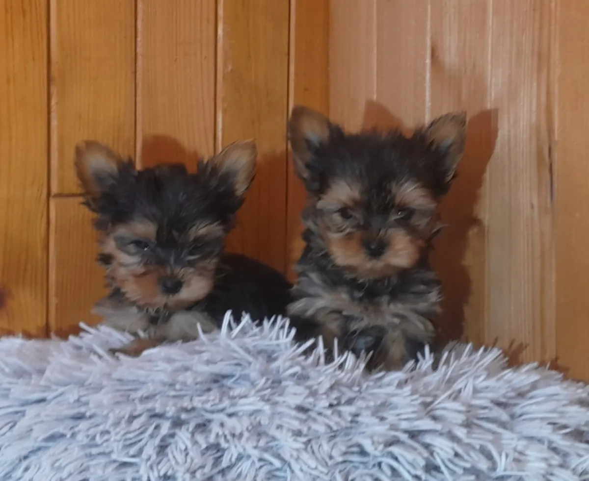 Yorkshire terriers