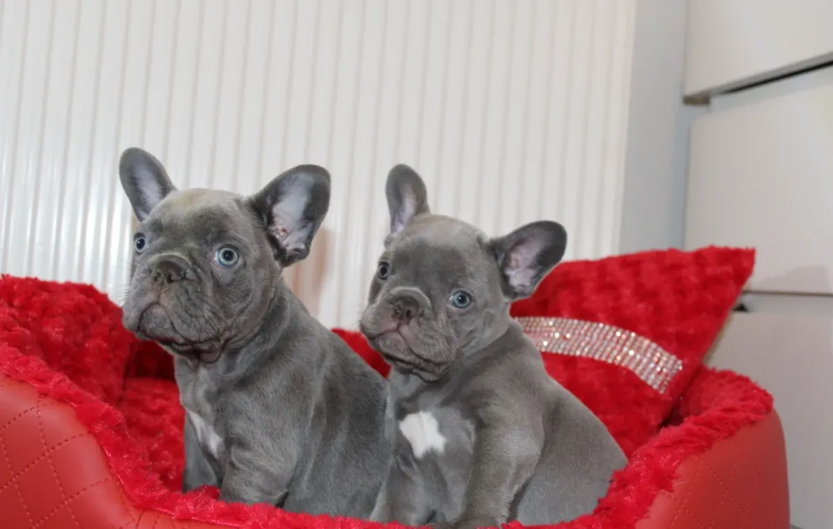 French Bulldog Puppy