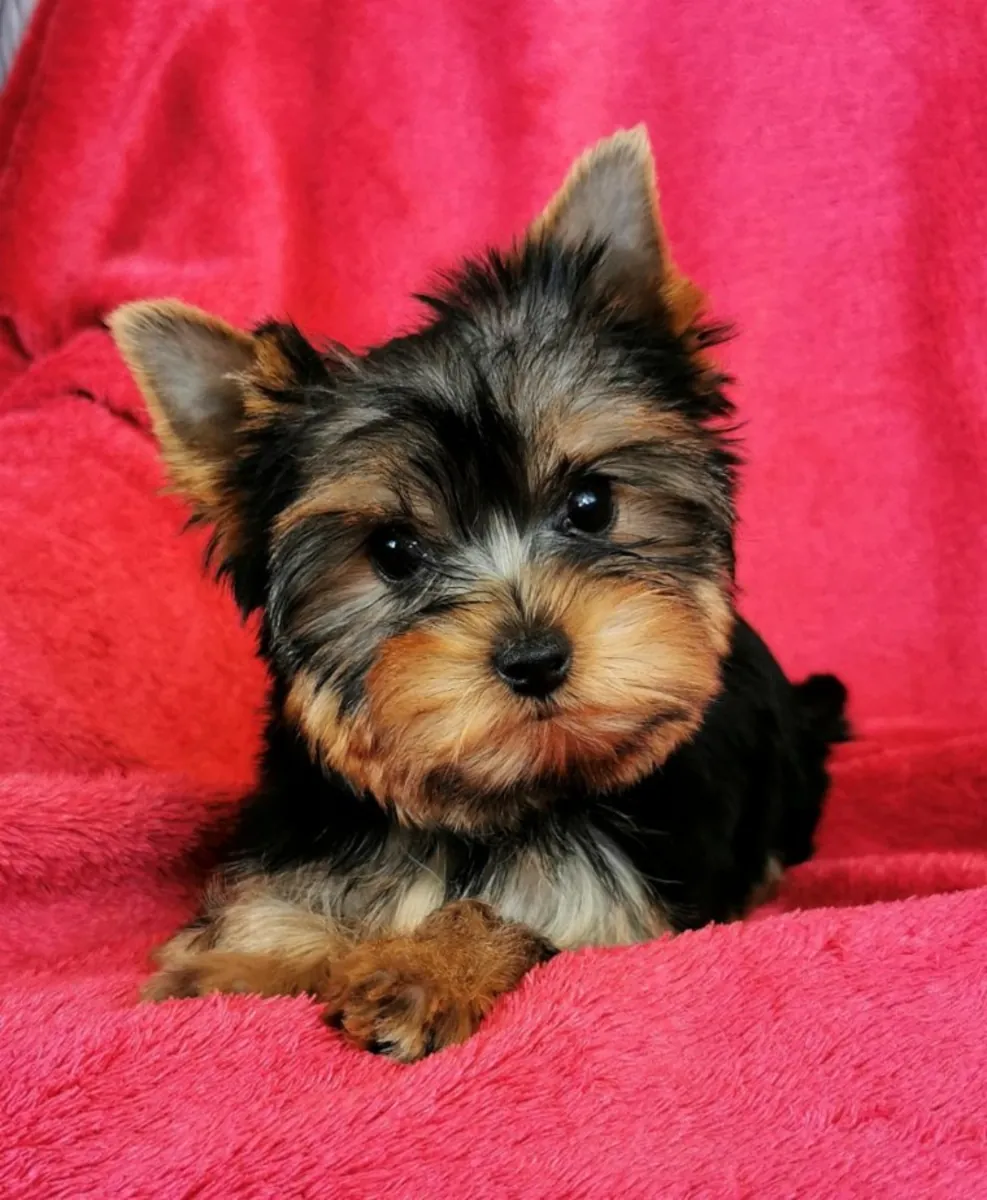 Yorkshire terriers