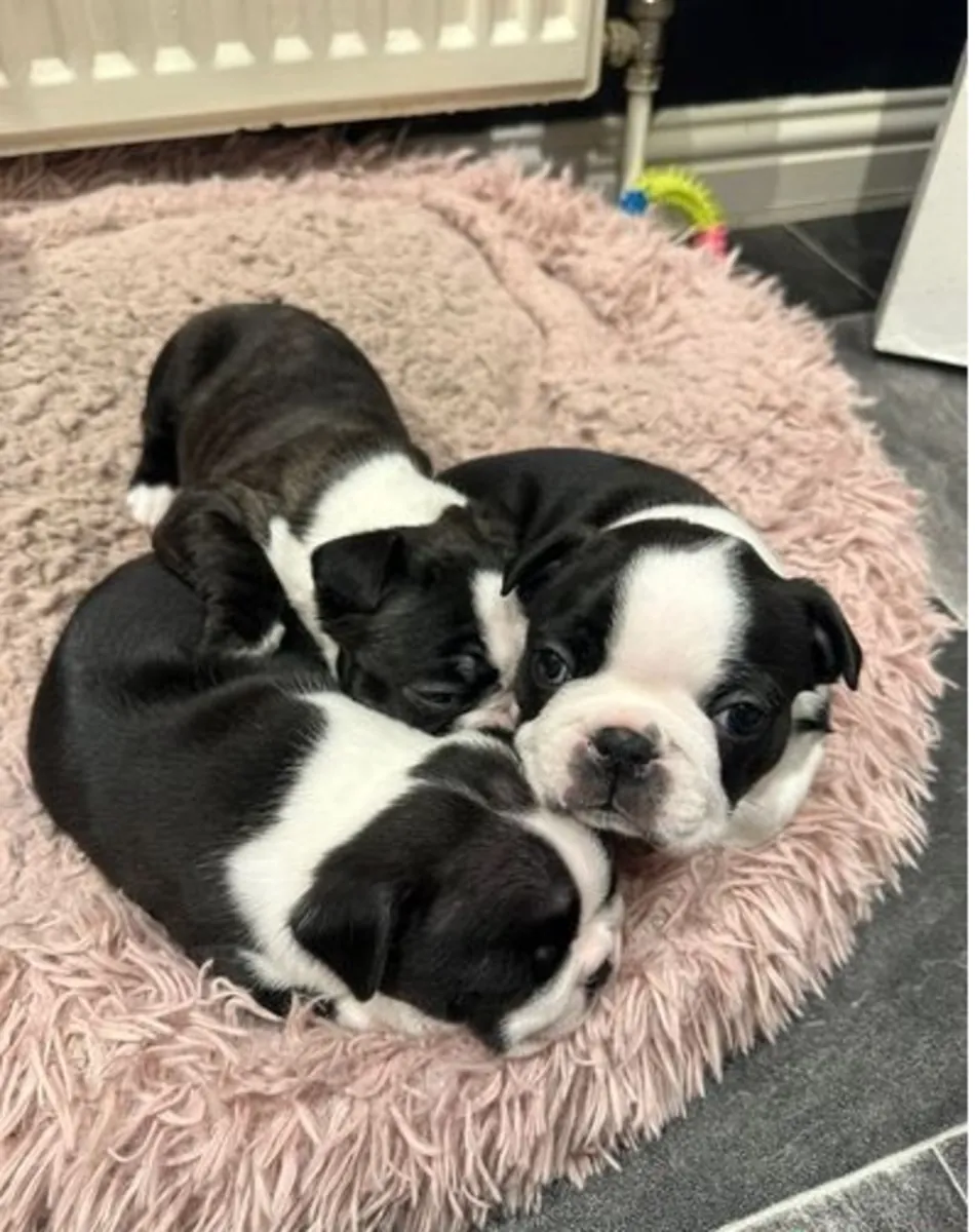 Boston Terrier