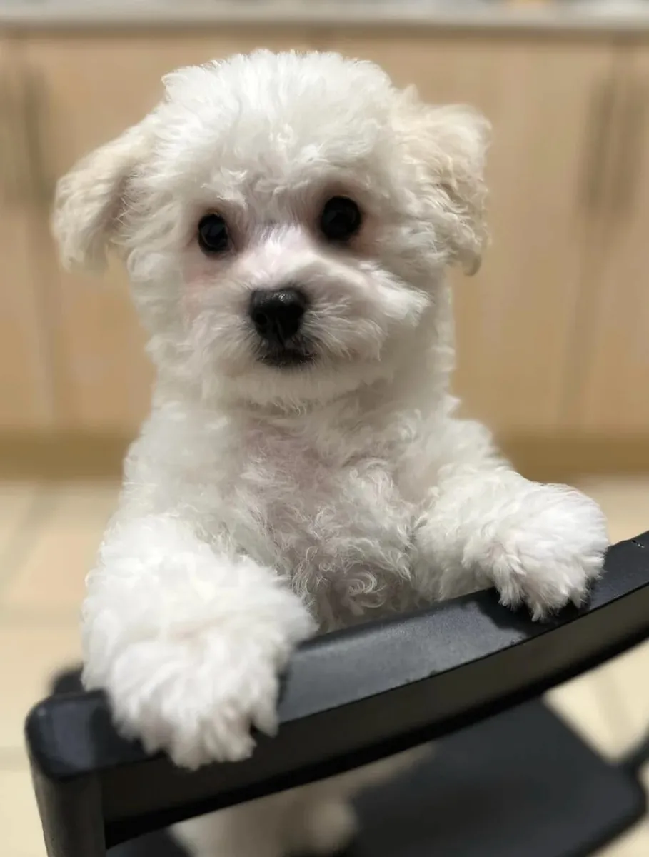 Bichón Frisé