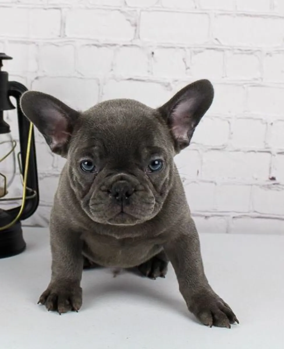 Cachorro de Bulldog Francés