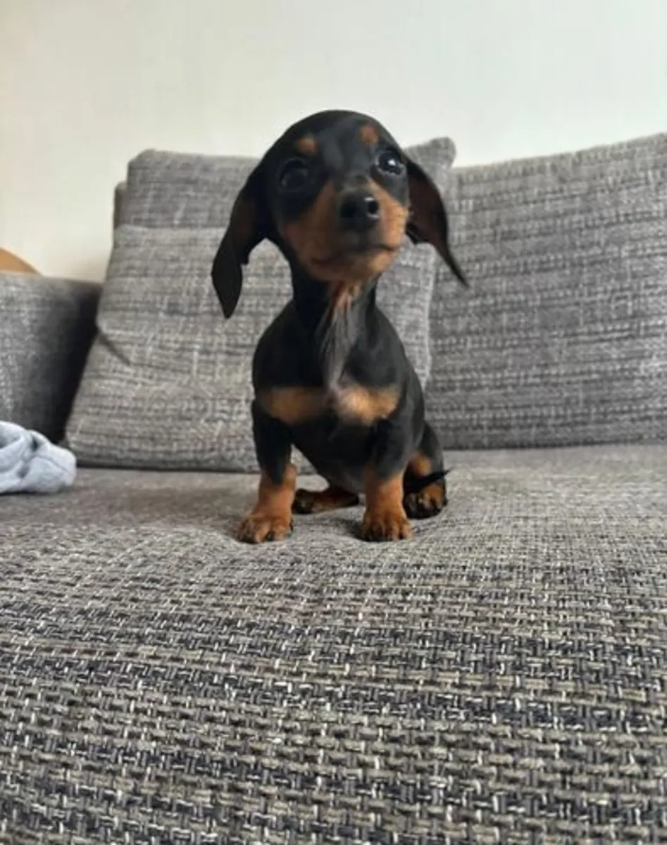 Cachorros Dachshund