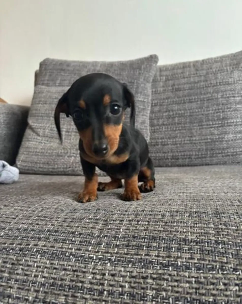 Cachorros Dachshund
