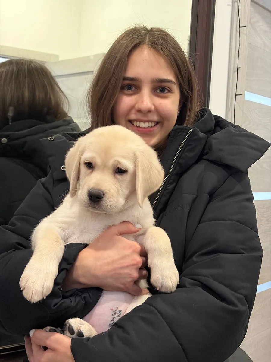 Labrador Retriever en venta