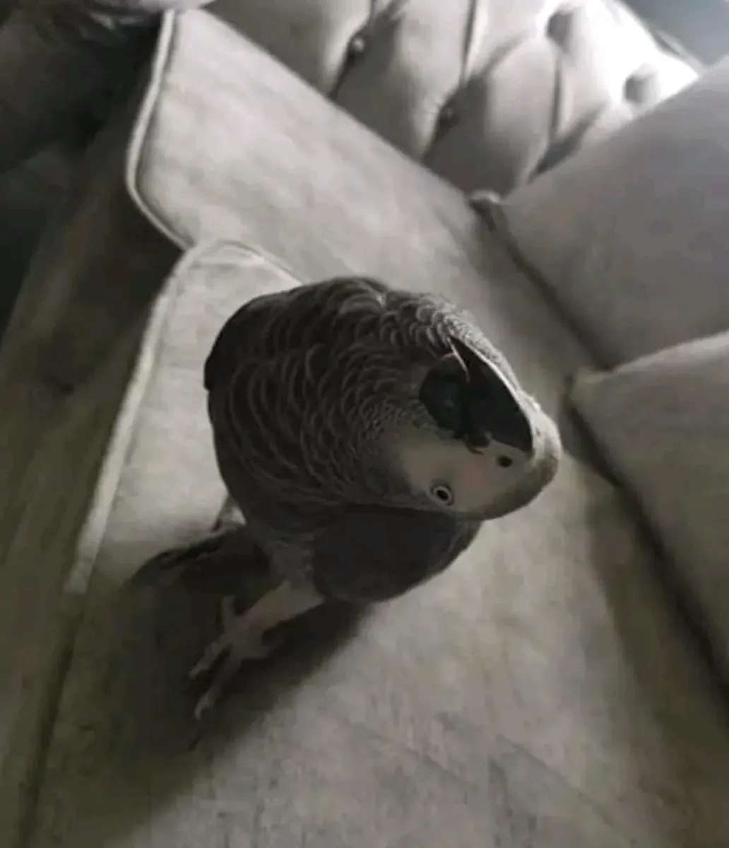 African grey parrot 