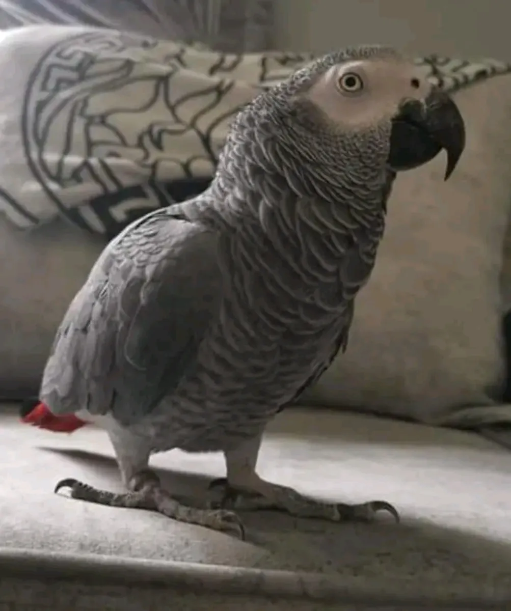 African grey parrot 