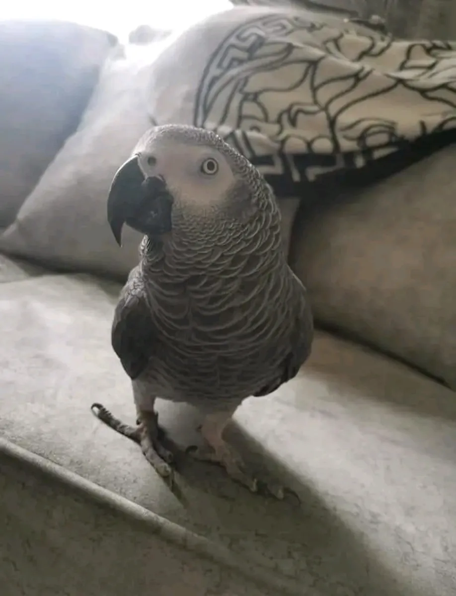 African grey parrot 