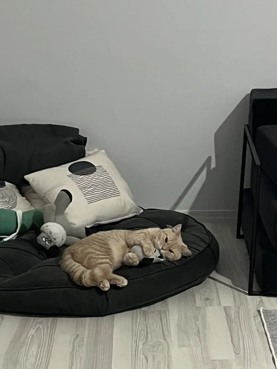 Мы ищем подругу для моей кошки Латте...