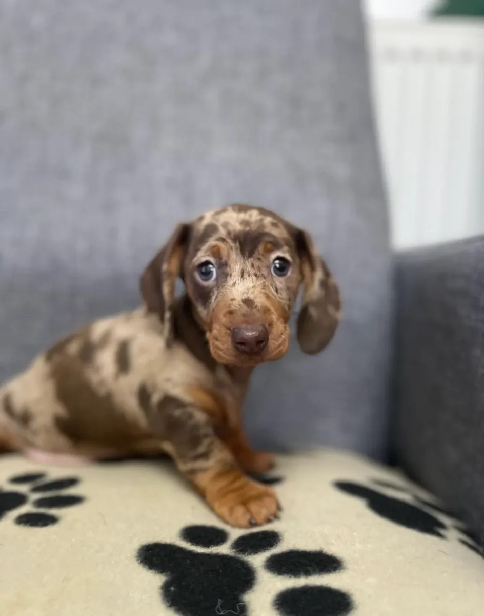 腊肠犬小狗