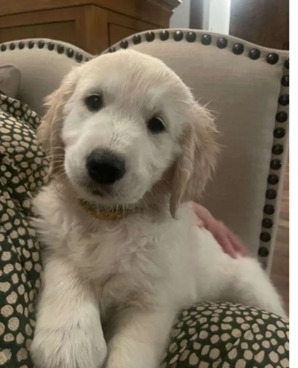 Golden Retriever Puppies
