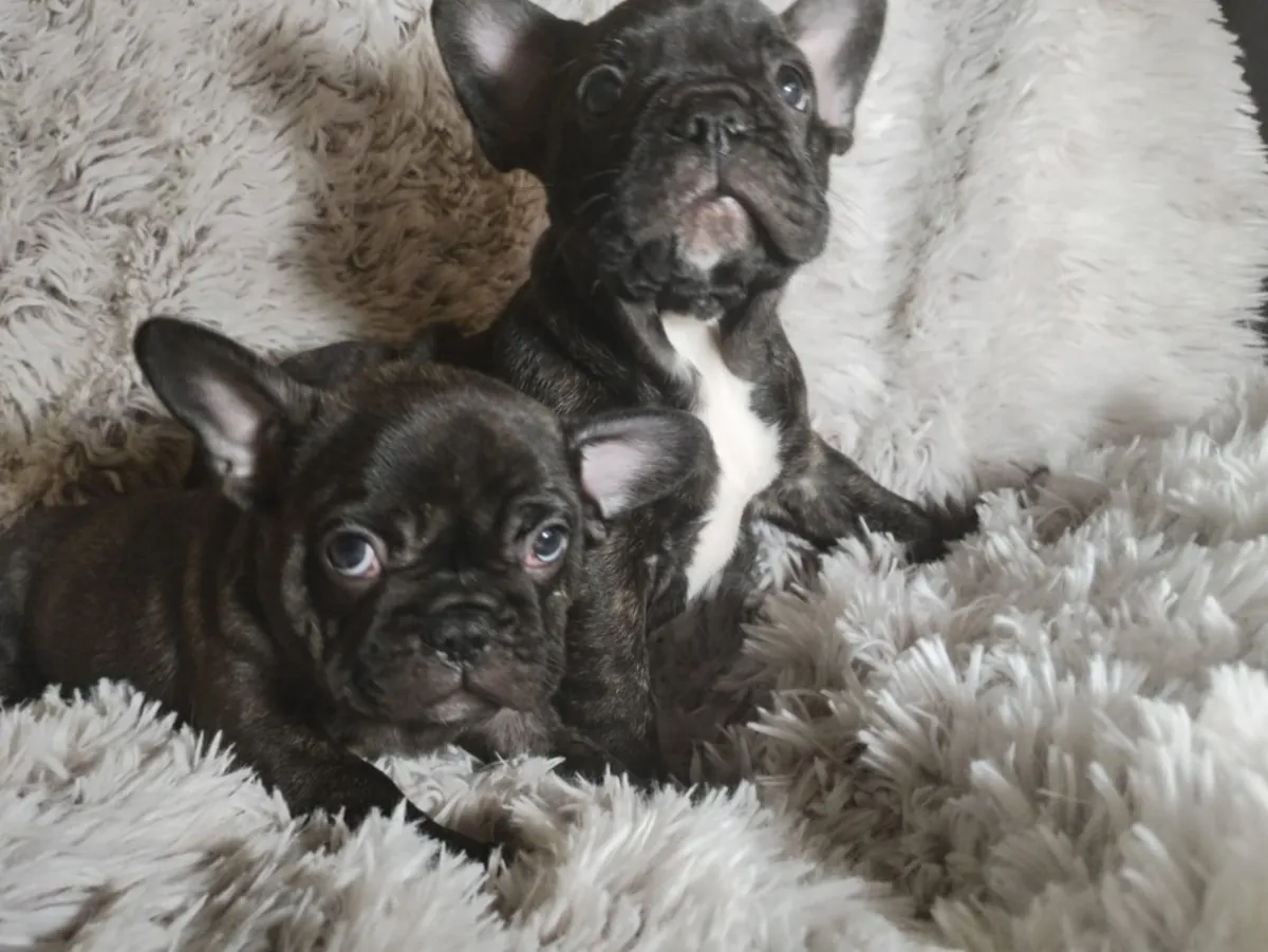 French Bulldog Puppy