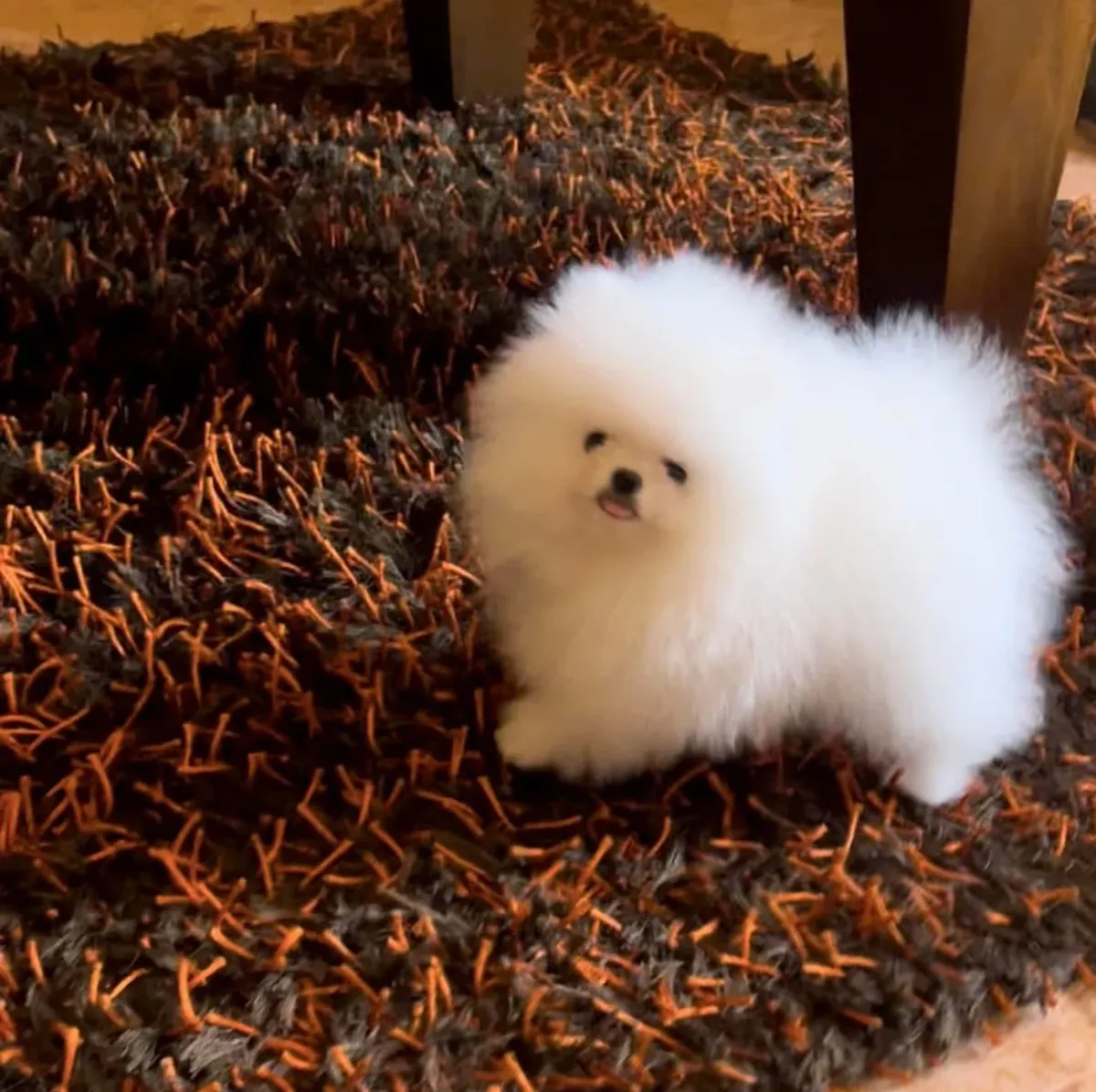 Pomeranian Puppy