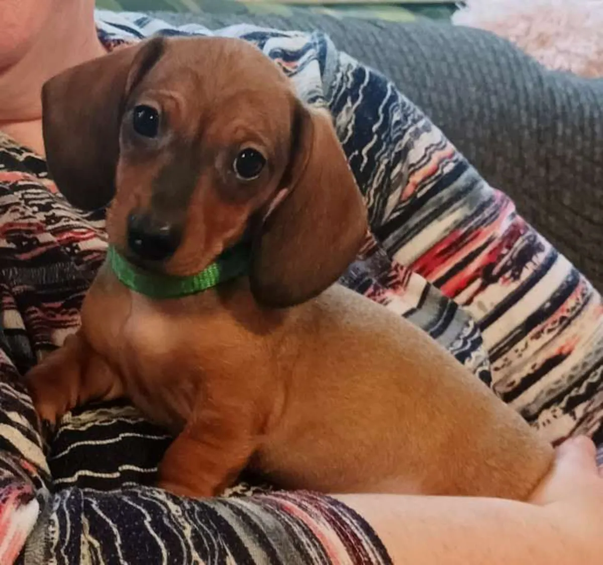 Dachshund Puppies
