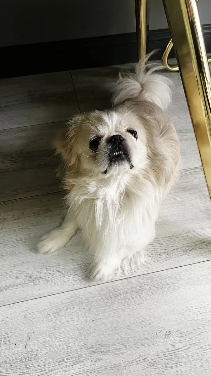 Оно не кусается, оно милое.