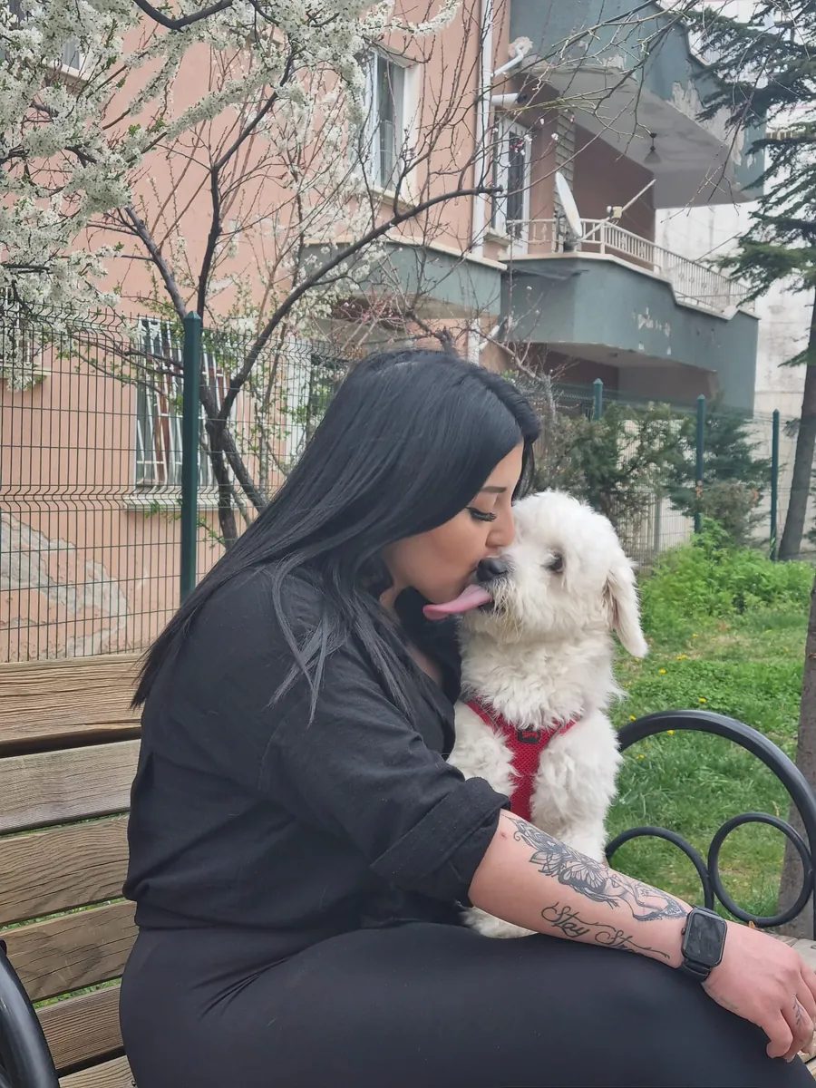 可爱又友善的马尔济斯犬