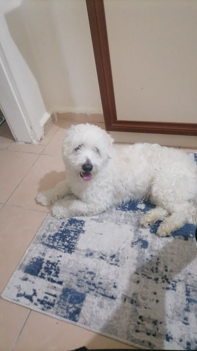 可爱又友善的马尔济斯犬