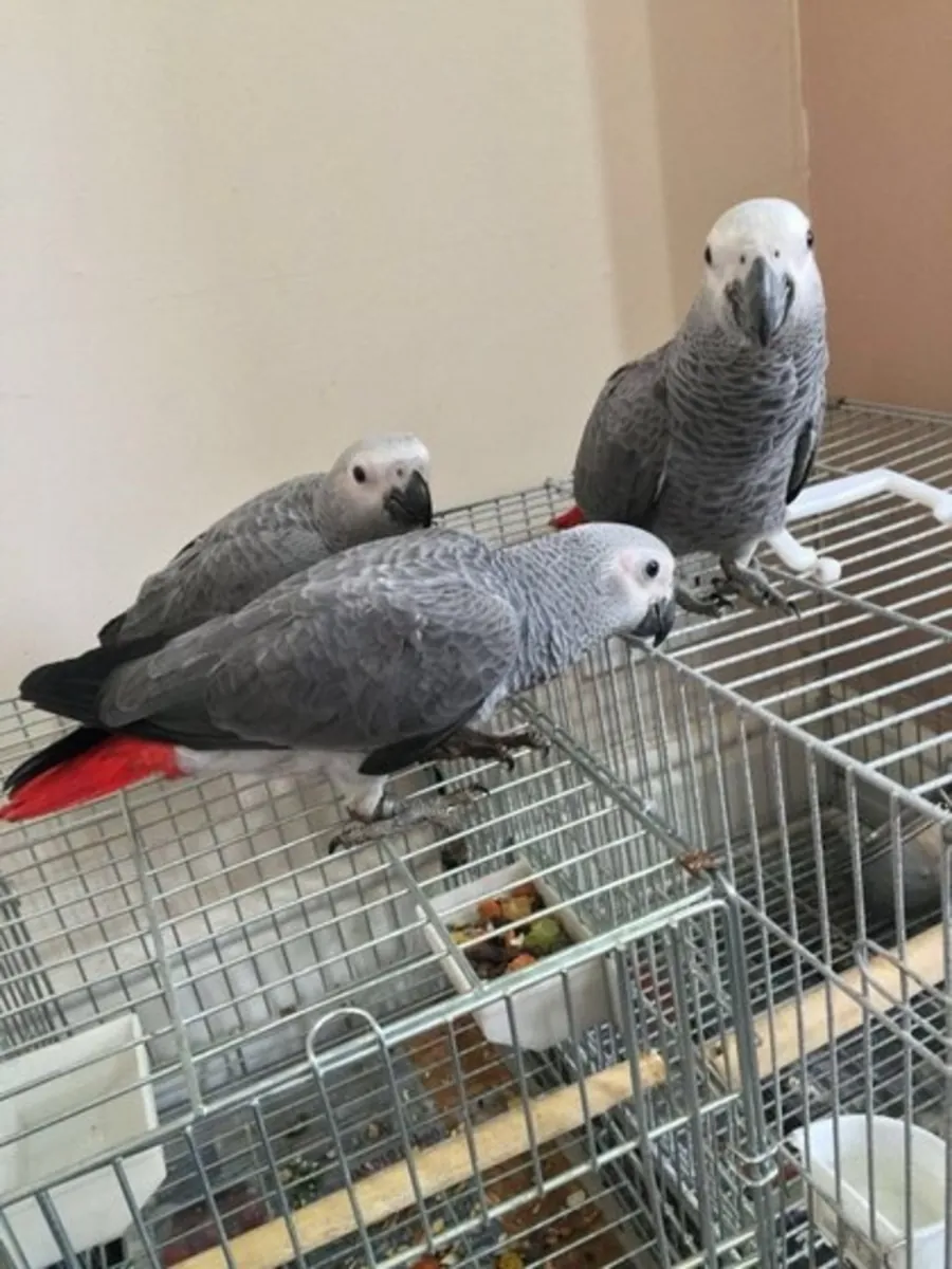 Blue & Gold Macaw Babies / AFRICAN GREY PARROTS