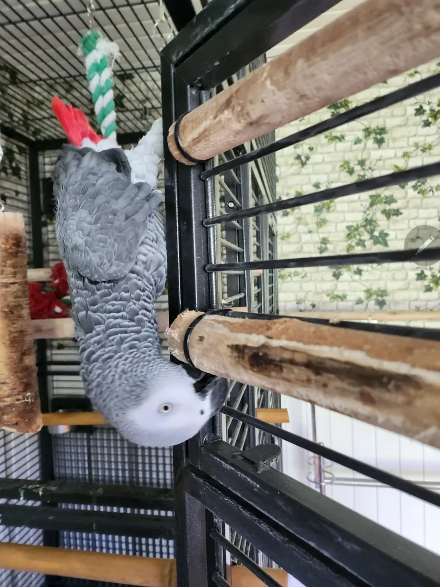 Sweet African Grey Parrots Available/Cage