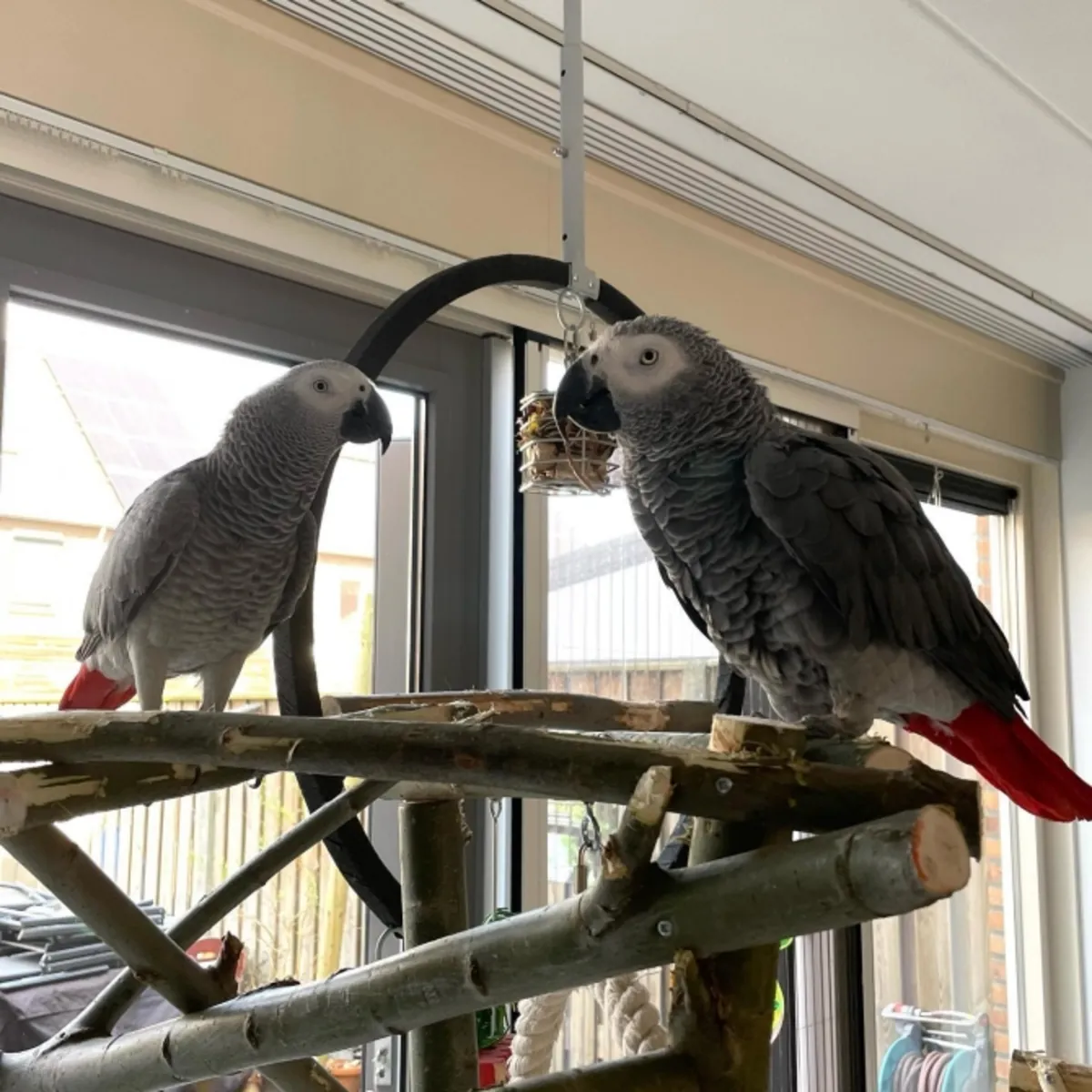 increíbles loros grises africanos en adopción