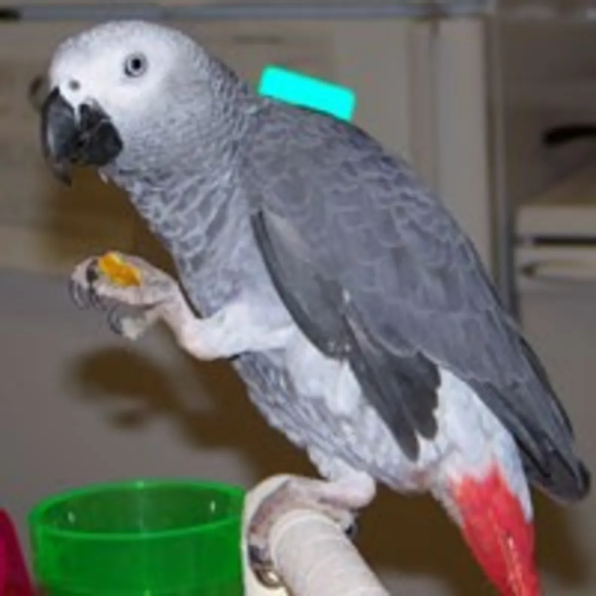 Gentiles loros grises de África