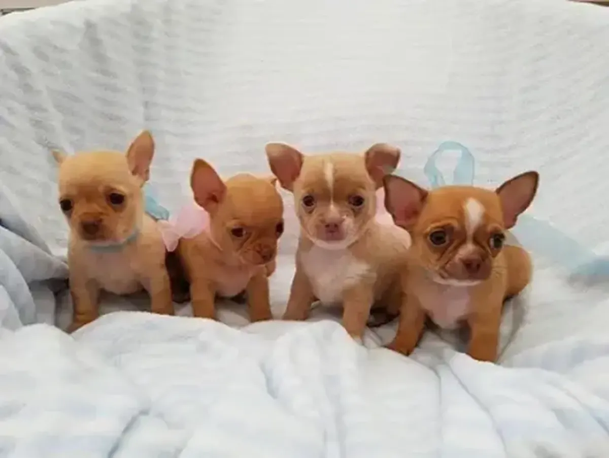 Cachorros de Chihuahua (niñas y niños)