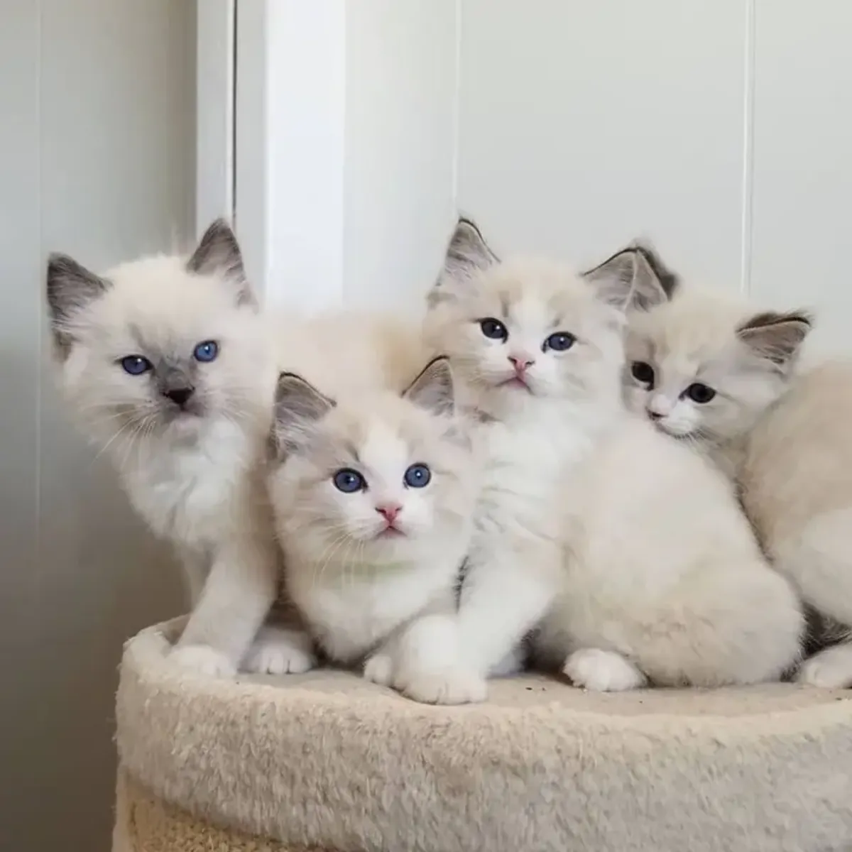 人类计算英国短毛猫
