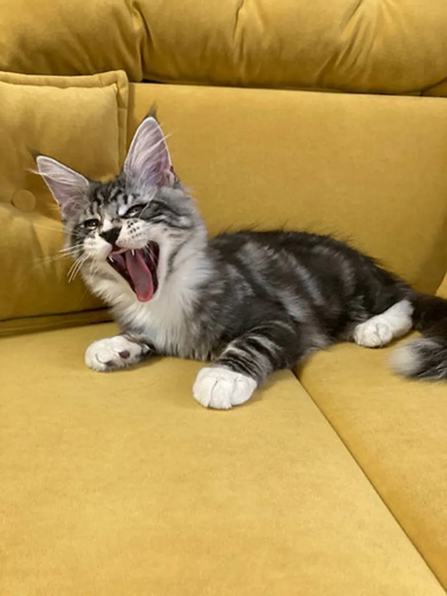 可爱的缅因猫小猫，公猫和母猫，寻找新家。
