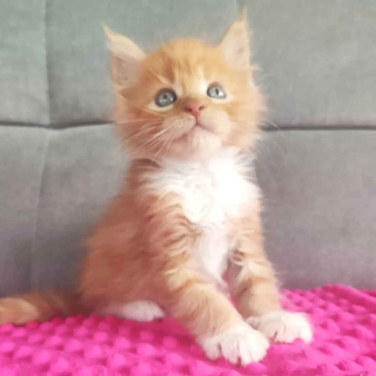 出售缅因猫小猫 – 美丽而温柔的伴侣