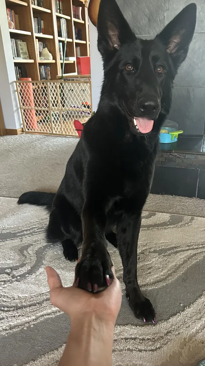 It will be given to someone who has a house with a garden.