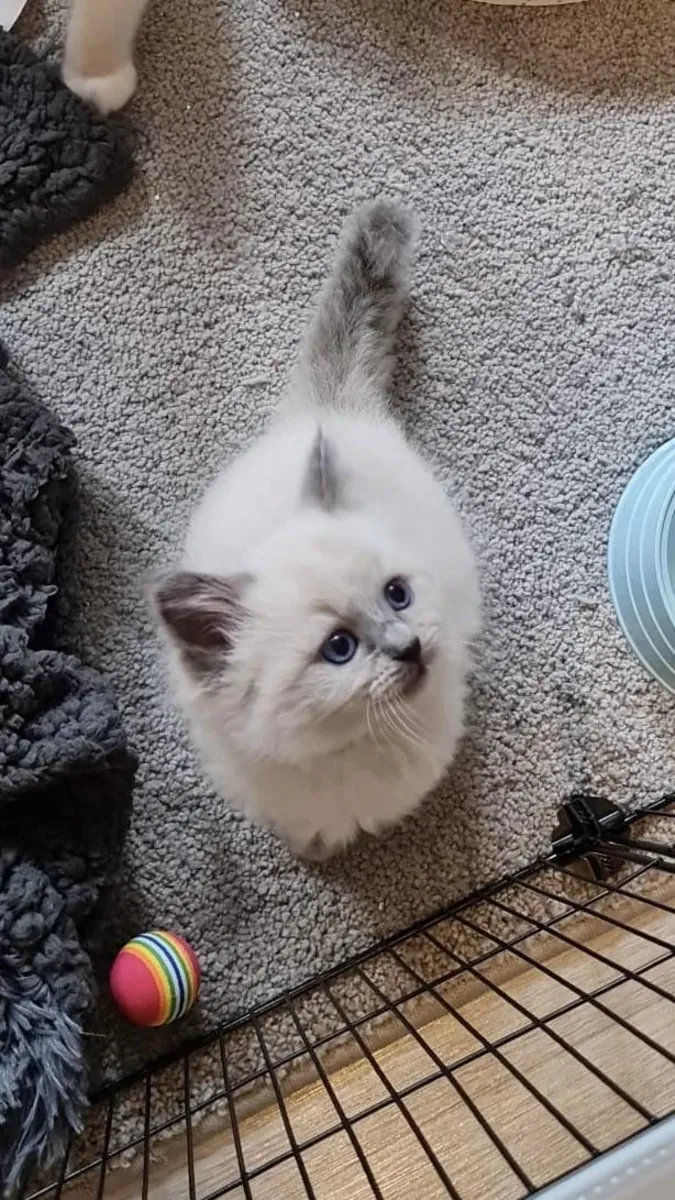 Suitable for those looking for a calm cat.