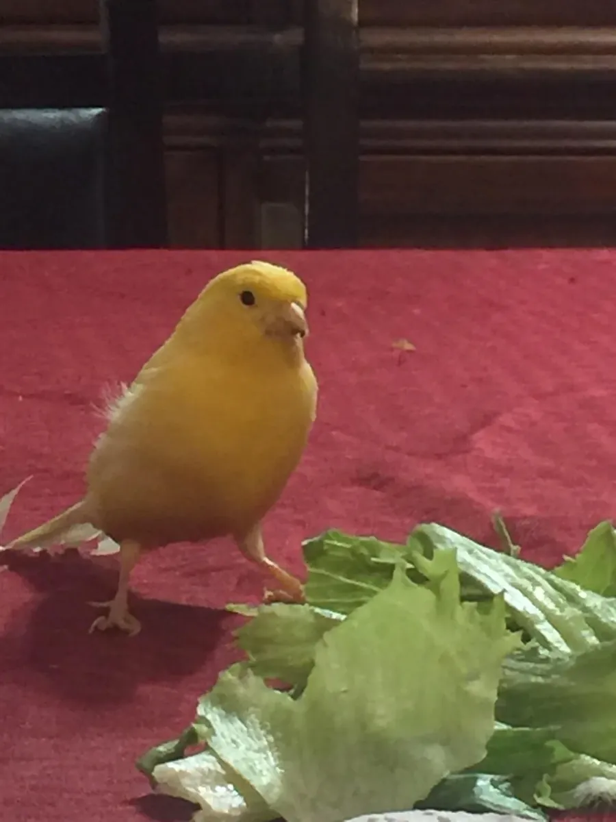 a healthy canary with a beautiful song