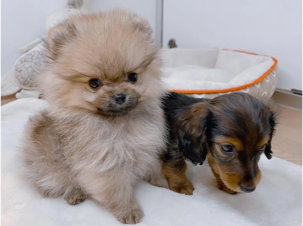 Cachorros Pomerania (macho y hembra) disponibles