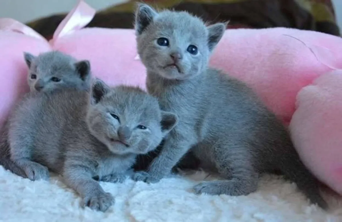 Chartreux kittens looking for an adoptive family