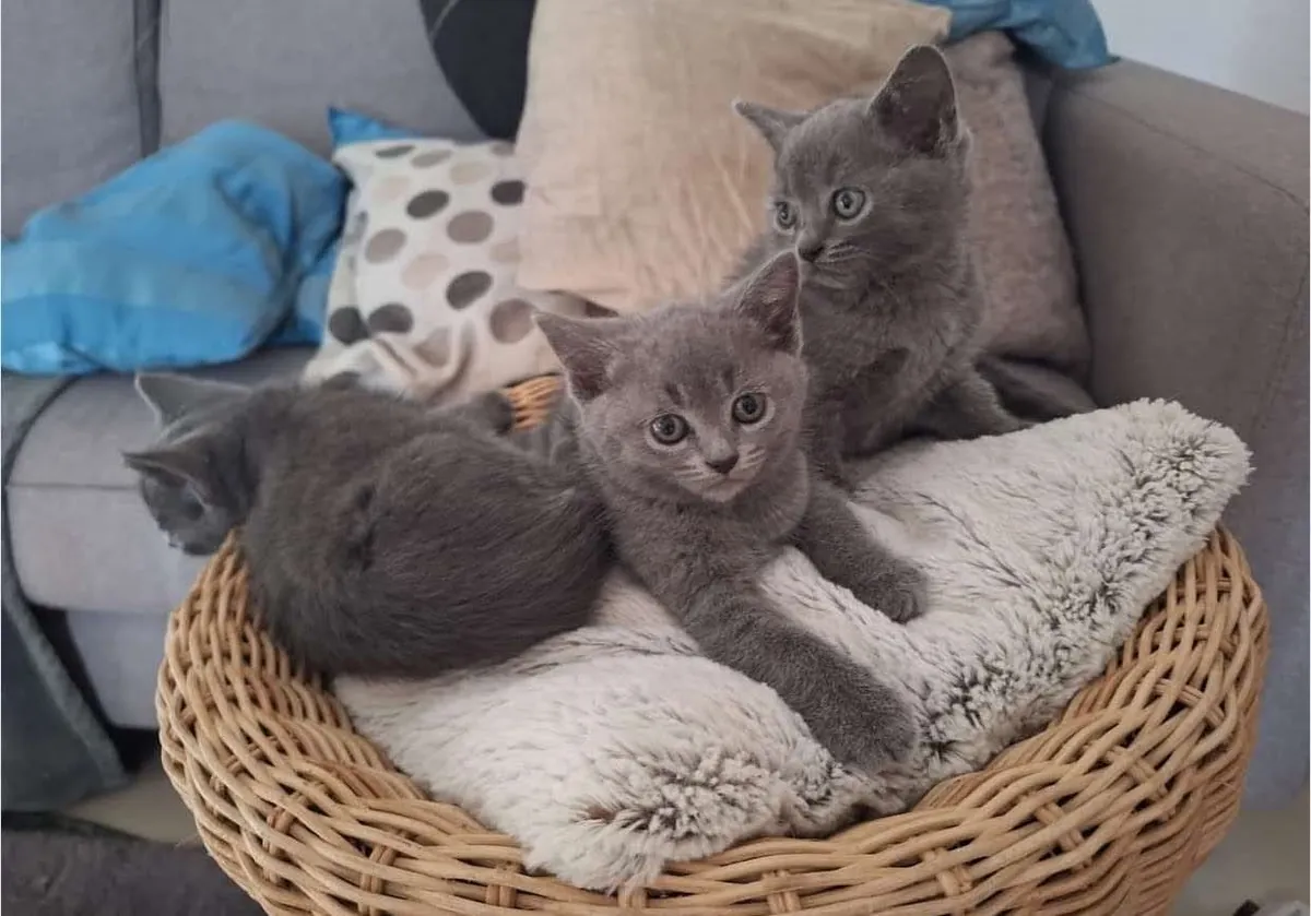 To adopt clean chartreux kittens