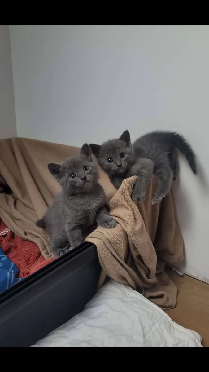 可供收养家庭的漂亮小猫