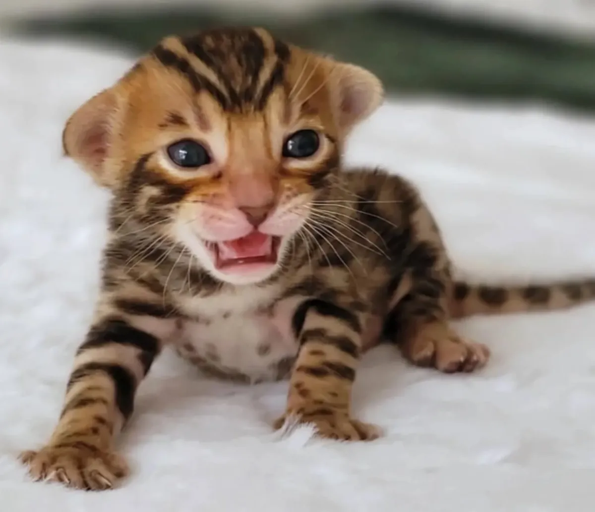 Adorable Bengal Kitten for Adoption