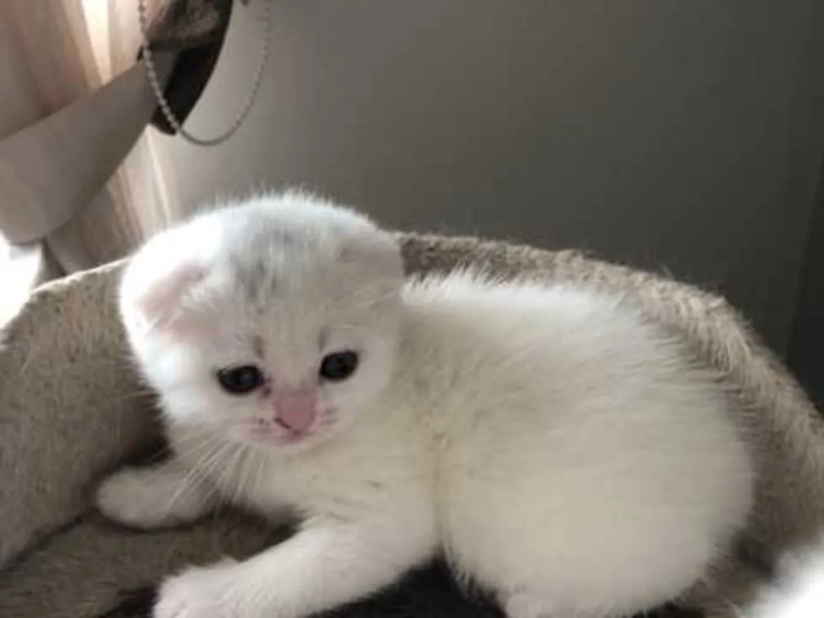 Mignon chaton Scottish Fold à adopter