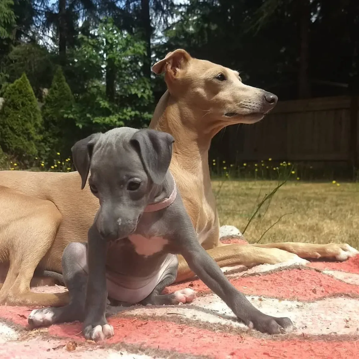 Adorable beautiful male and female Italian Greyhound puppies available