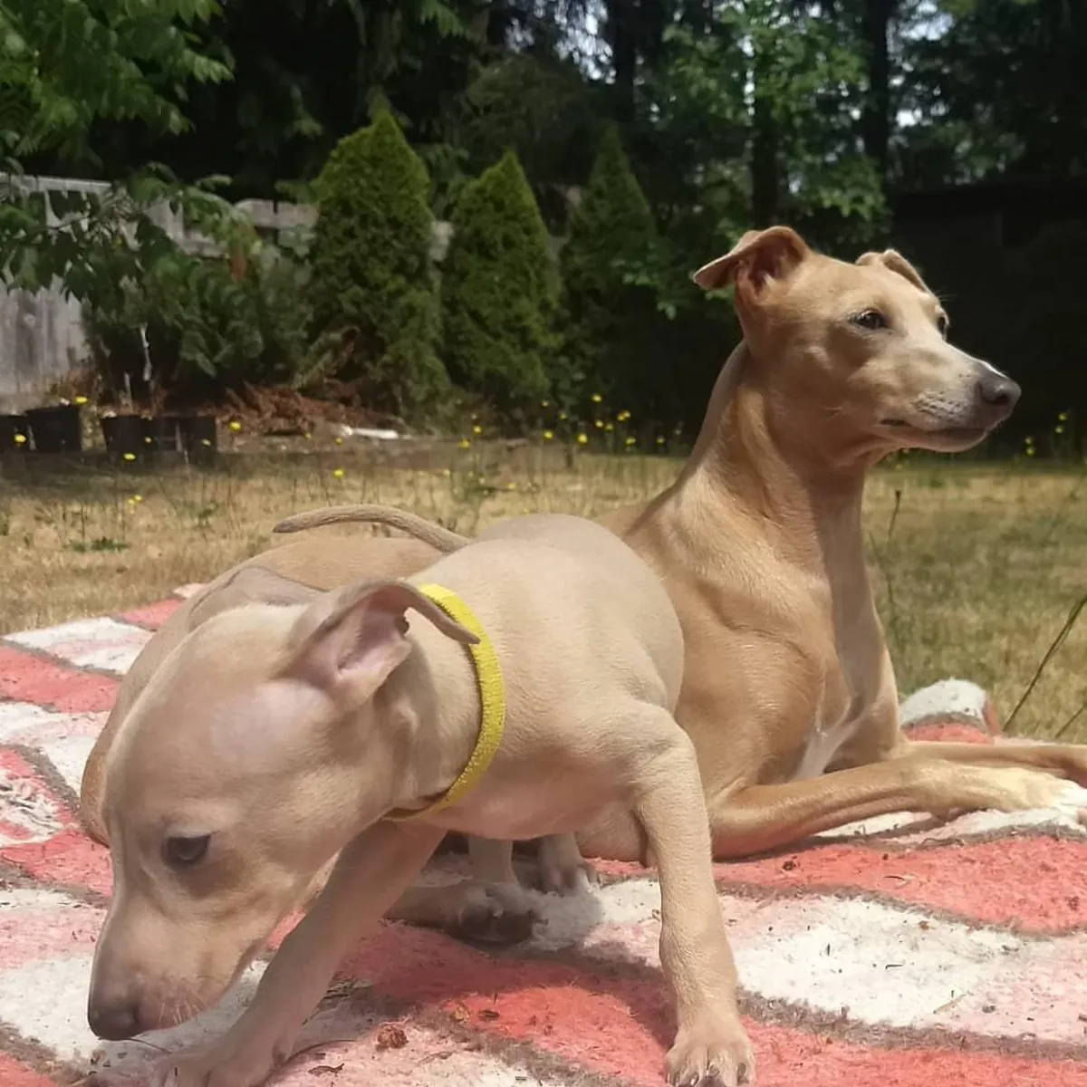 Adorable beautiful male and female Italian Greyhound puppies available