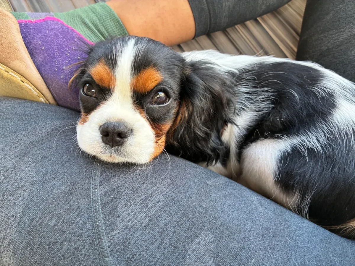 We are looking for a more suitable home for Cavalier King Charles.