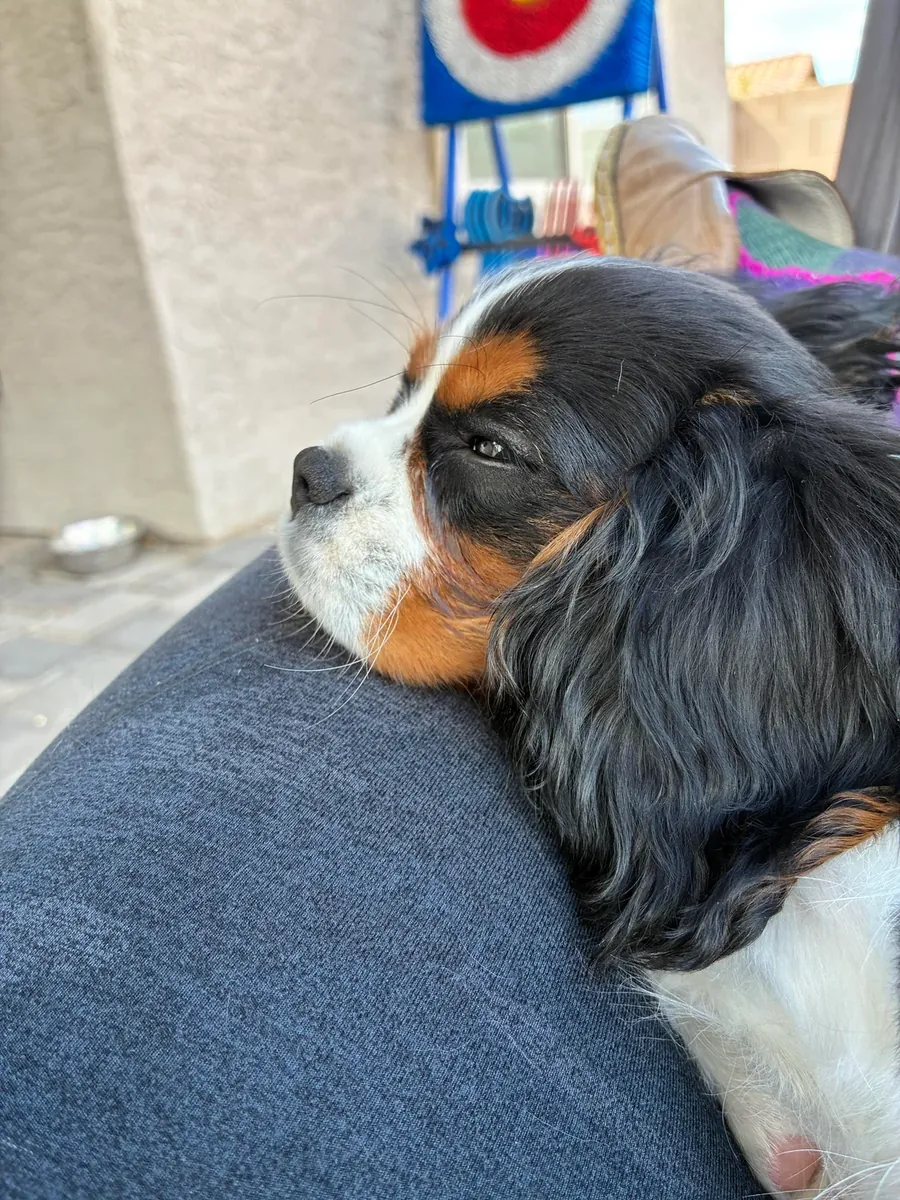 We are looking for a more suitable home for Cavalier King Charles.
