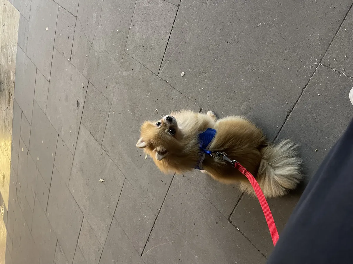 Sevimli tecrübeli A kalite SCRli erkek pomeranianımızı çiftleştirmek istiyoruz 