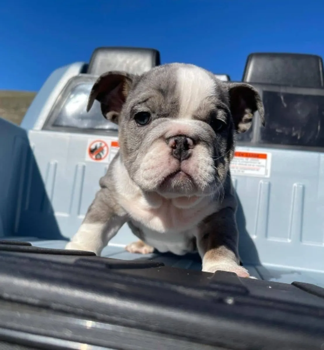 Male/Female French Bulldog Puppy