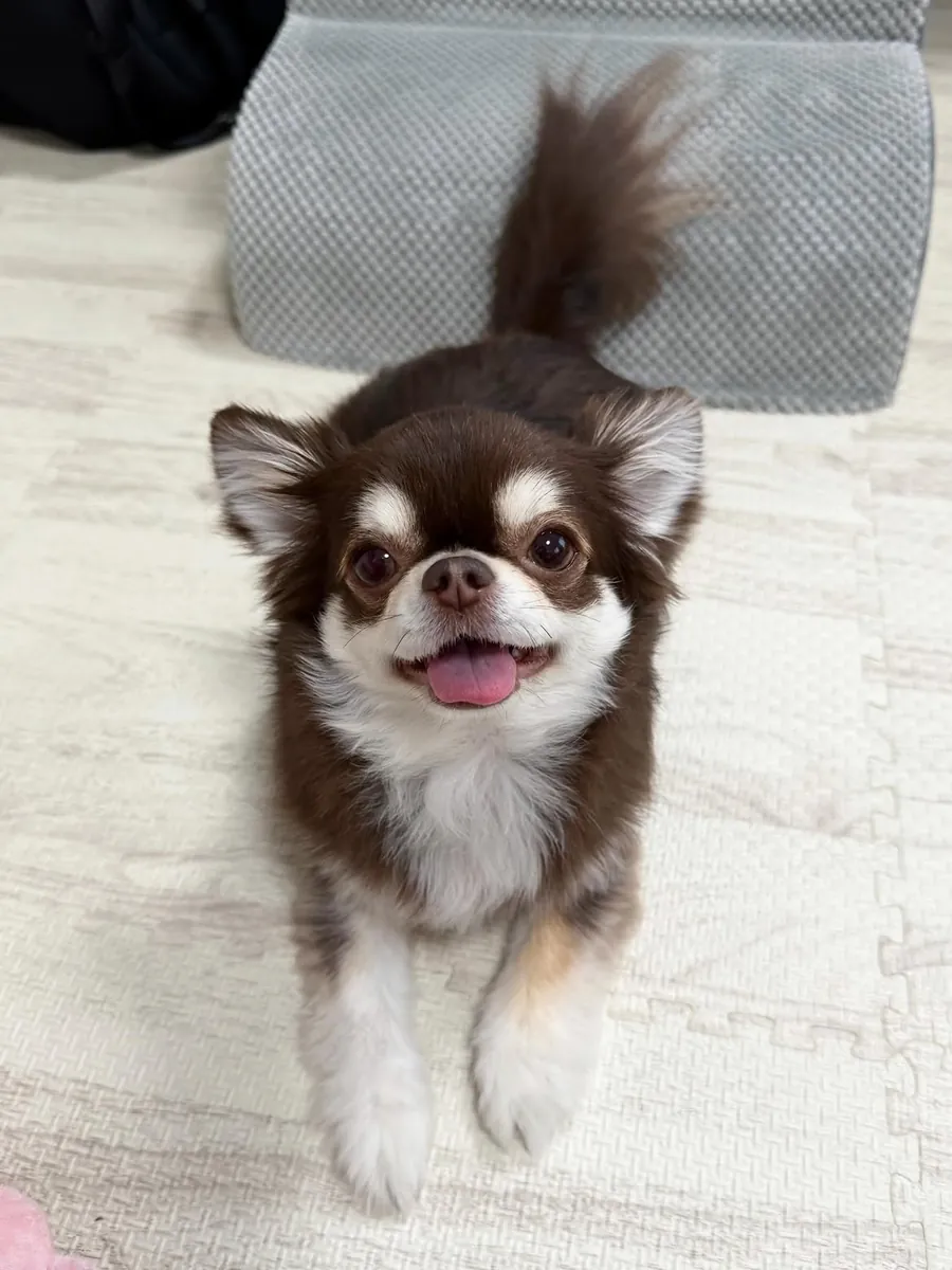 Adorable chihuahua puppies available for adoption 